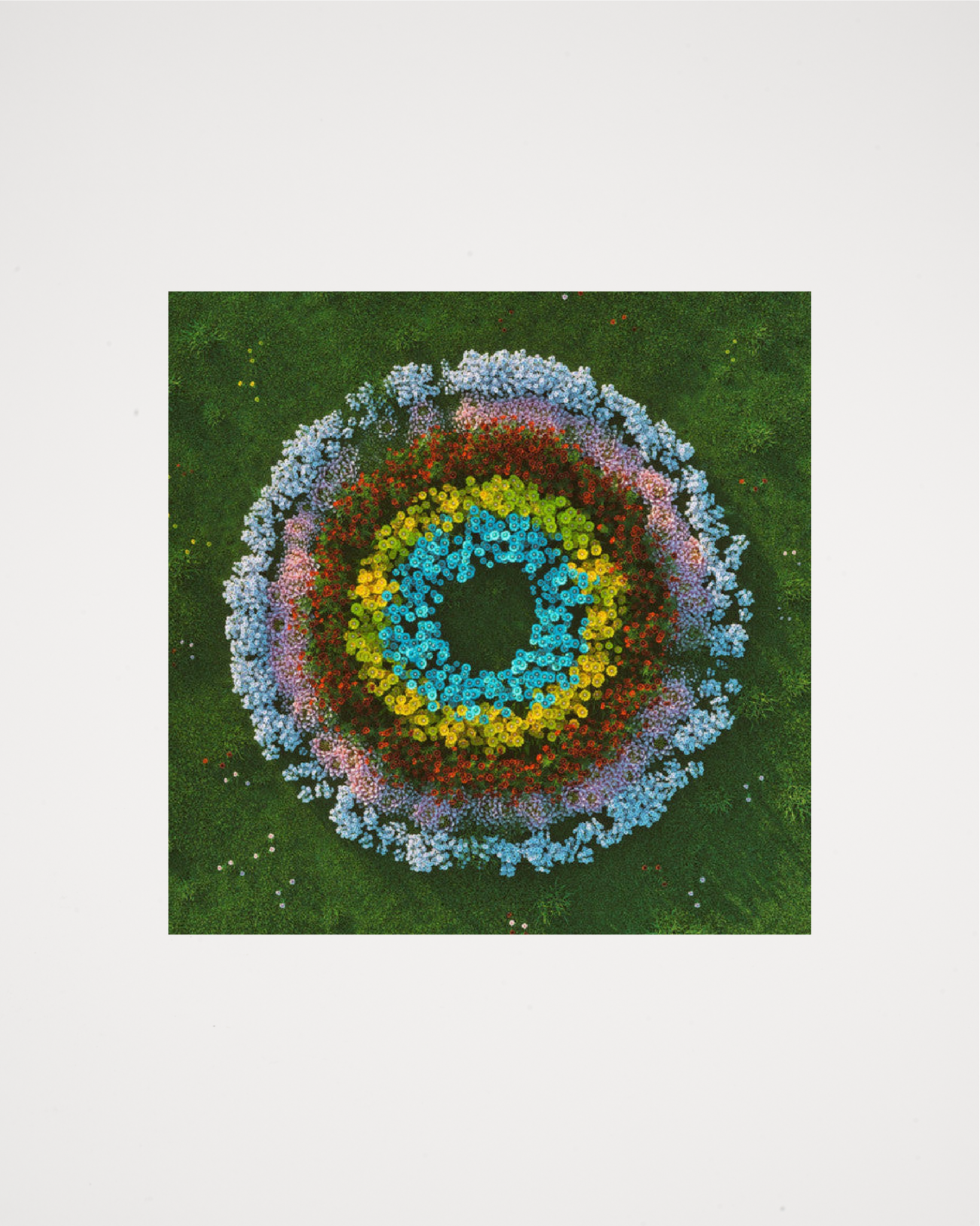 Flowers LP - Soft Focus